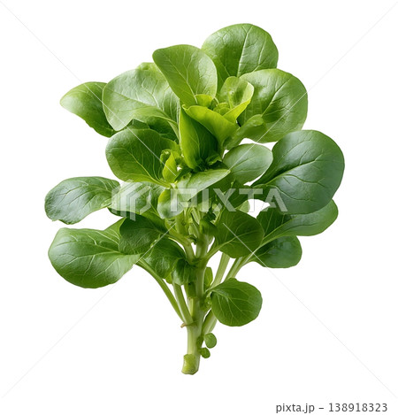 Fresh Green Leafy Vegetable Bunch Isolated Against White Background for Culinary Use Fresh Green Leafy Vegetable Bunch Isolated Against White Background for Culinary Use 138918323