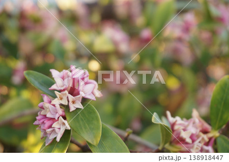 背景に玉ボケを入れた沈丁花の花 138918447