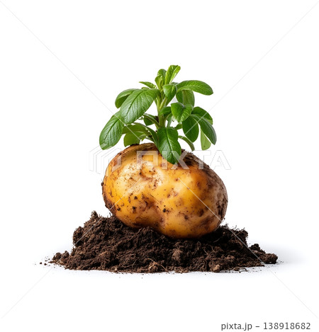Fresh potato with green sprout emerging from rich dark soil isolated on white background 138918682