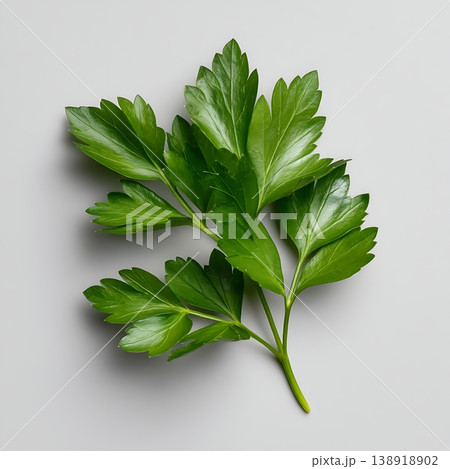 Fresh Green Parsley Leaves on Gray Background for Culinary and Health Concepts Fresh Green Parsley Leaves on Gray Background for Culinary and Health Concepts 138918902