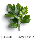 Fresh Green Parsley Leaf on White Background with Natural Shadows for Culinary Use Fresh Green Parsley Leaf on White Background with Natural Shadows for Culinary Use 138918903