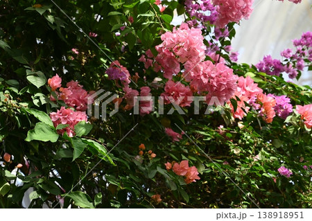 ピンクの花 ピンクの花 138918951