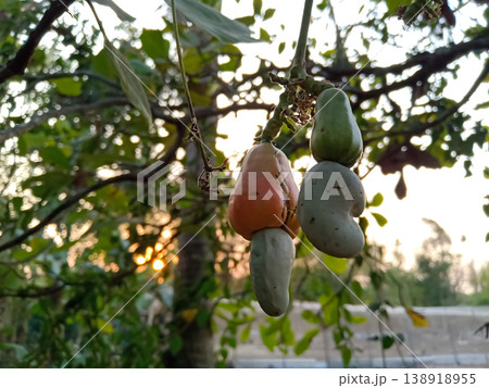 Cashews fruits are growing on the tree in Indian agriculture farm 138918955