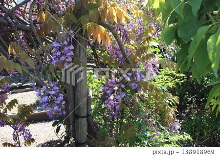青空に映える藤の花 青空に映える藤の花 138918969