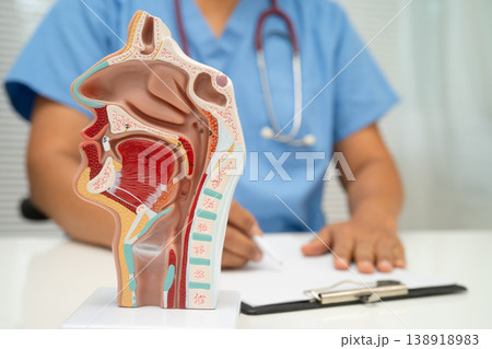 Asian doctor with nasal oral throat cavity neck human anatomy model for study diagnosis and treatment in hospital. Asian doctor with nasal oral throat cavity neck human anatomy model for study diagnosis and treatment in hospital. 138918983