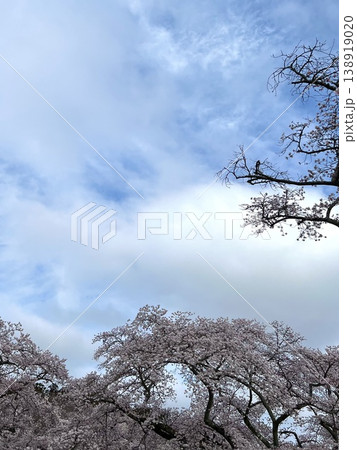 青空と桜の背景素材 春の入学・卒業・新生活イメージ(コピースペースあり) 青空と桜の背景素材 春の入学・卒業・新生活イメージ(コピースペースあり) 138919020