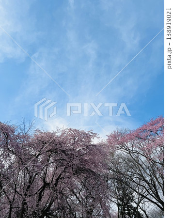 青空と満開の桜並木 春の風景素材 青空と満開の桜並木 春の風景素材 138919021
