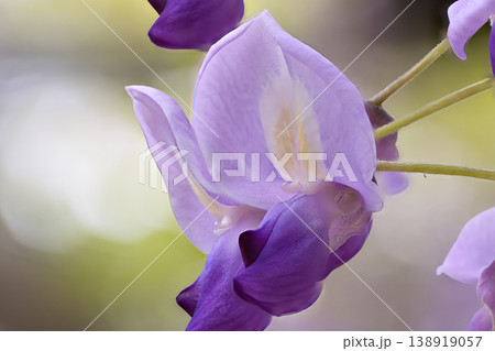 薄紫色の藤の花 薄紫色の藤の花 138919057
