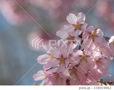 春の陽光に輝く桜 138919062
