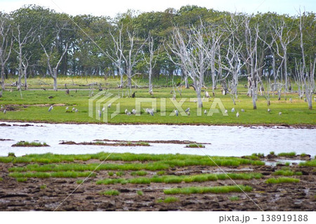 道立野付風連自然公園の風景　野付半島ナラワラ 138919188