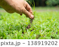Pull out nut grass or coco grass weed in a lawn. 138919202