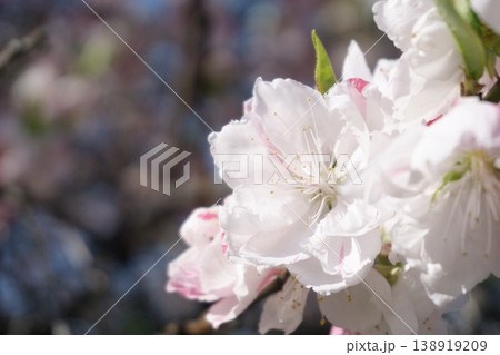 白にピンクが入った絞り柄の花桃 白にピンクが入った絞り柄の花桃 138919209