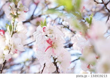 見頃を迎えた絞り柄のハナモモの花 138919213