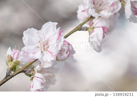 桜と同時期に咲くハナモモ 桜と同時期に咲くハナモモ 138919231