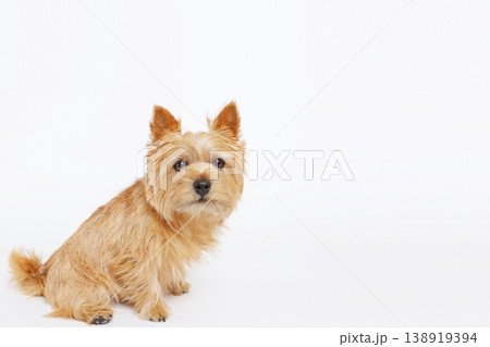 テキスト配置しやすい白背景の犬フォト素材 テキスト配置しやすい白背景の犬フォト素材 138919394