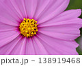 ピンクのコスモス 138919468