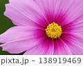 ピンク色のコスモスが咲いています 138919469