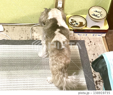 餌を食べるシーズ犬の後ろ姿 138919735