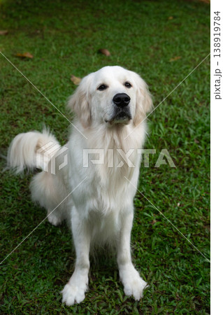 ゴールデンレトリバーの犬が座っている屋外ポートレート 138919784