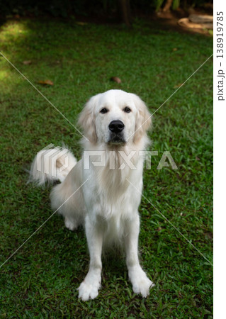 ゴールデンレトリバーの犬が座っている屋外ポートレート ゴールデンレトリバーの犬が座っている屋外ポートレート 138919785
