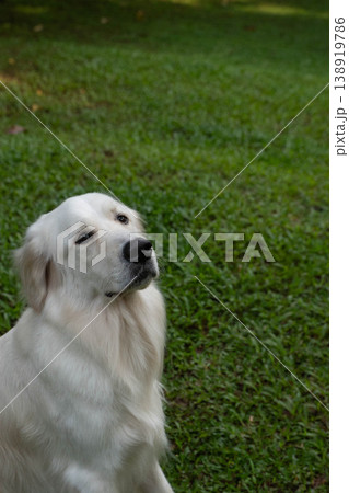 ゴールデンレトリバーの犬が座っている屋外ポートレート ゴールデンレトリバーの犬が座っている屋外ポートレート 138919786