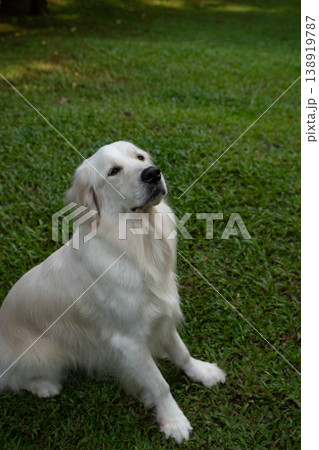 ゴールデンレトリバーの犬が座っている屋外ポートレート 138919787