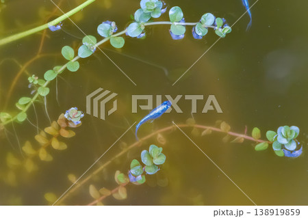 水草の間を涼しげに泳ぐ鮮やかな青いメダカ 水草の間を涼しげに泳ぐ鮮やかな青いメダカ 138919859