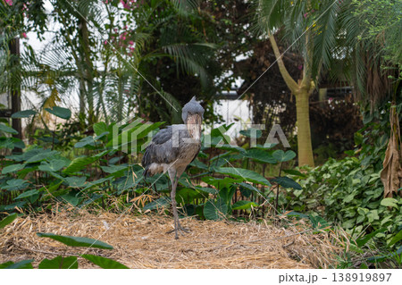 動かない鳥ハシビロコウ 138919897