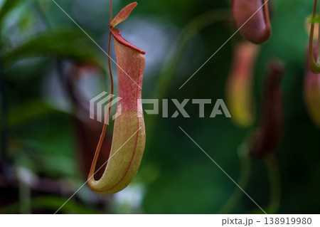 ウツボカズラ 138919980