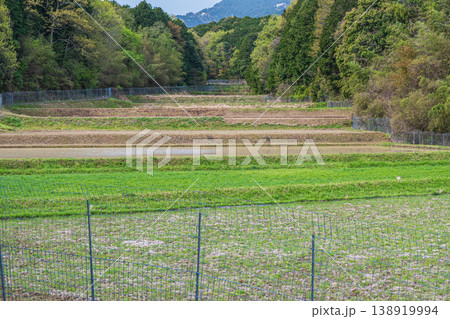 大津市仰木の棚田風景 滋賀県 大津市仰木の棚田風景 滋賀県 138919994