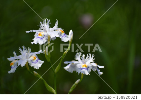 シャガの花 シャガの花 138920021