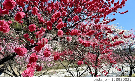 赤色、白色、ピンクの3色が青空に映える満開の花桃〈昼神温泉せせらぎの散歩道/長野県下伊那郡阿智村〉 赤色、白色、ピンクの3色が青空に映える満開の花桃〈昼神温泉せせらぎの散歩道/長野県下伊那郡阿智村〉 138920025