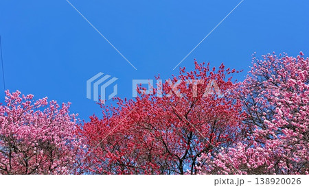色鮮やかに咲いた赤色とピンクの花桃の花が春の青空を彩る〈昼神温泉/長野県下伊那郡阿智村〉 138920026