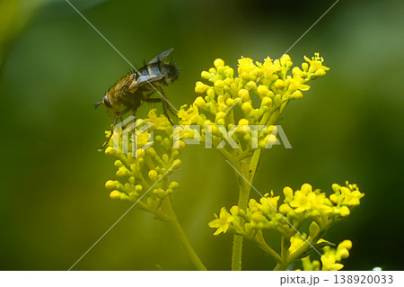 オミナエシの蜜を吸うハエ 138920033