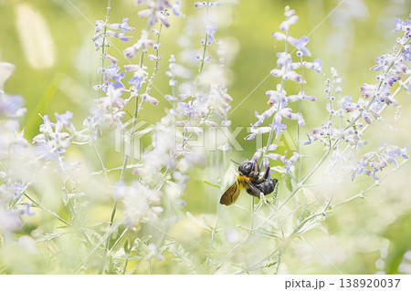 セージの蜜を吸う蜂 セージの蜜を吸う蜂 138920037