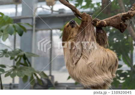 木にぶら下がるナマケモノ 138920045