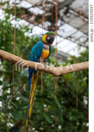 カラフルなルリコンゴウインコ 138920047