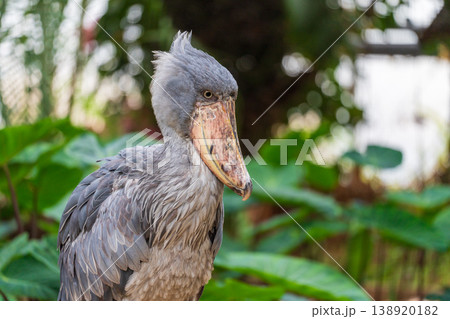 動かない鳥ハシビロコウ 138920182