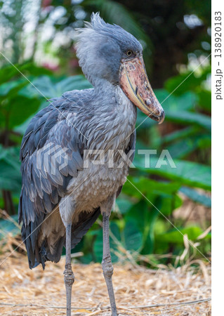 動かない鳥ハシビロコウ 138920183