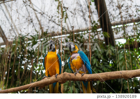 カラフルなルリコンゴウインコ 138920189
