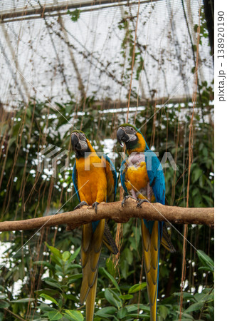 カラフルなルリコンゴウインコ 138920190
