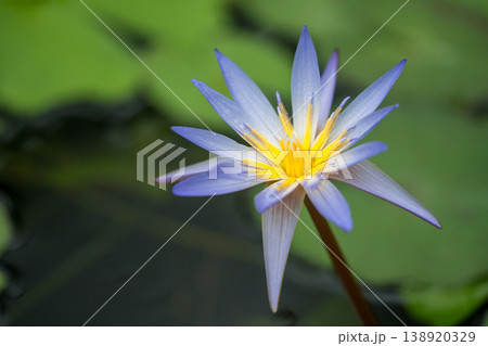 睡蓮の花びら 138920329