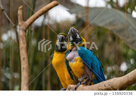 カラフルなルリコンゴウインコ 138920336
