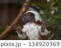 ワタボウシタマリン 138920369