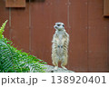 警戒するミーアキャット 138920401