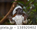 ワタボウシタマリン 138920402