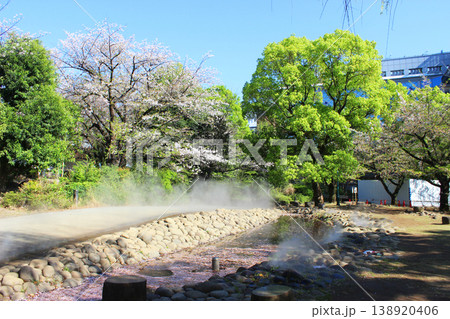 浜町公園の桜 浜町公園の桜 138920406