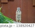 警戒するミーアキャット 138920427