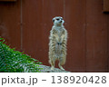 警戒するミーアキャット 138920428