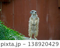 警戒するミーアキャット 138920429